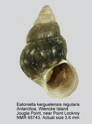 Eatoniella kerguelenensis regularis.jpg - Eatoniella kerguelenensis regularis(E.A.Smith,1915)
